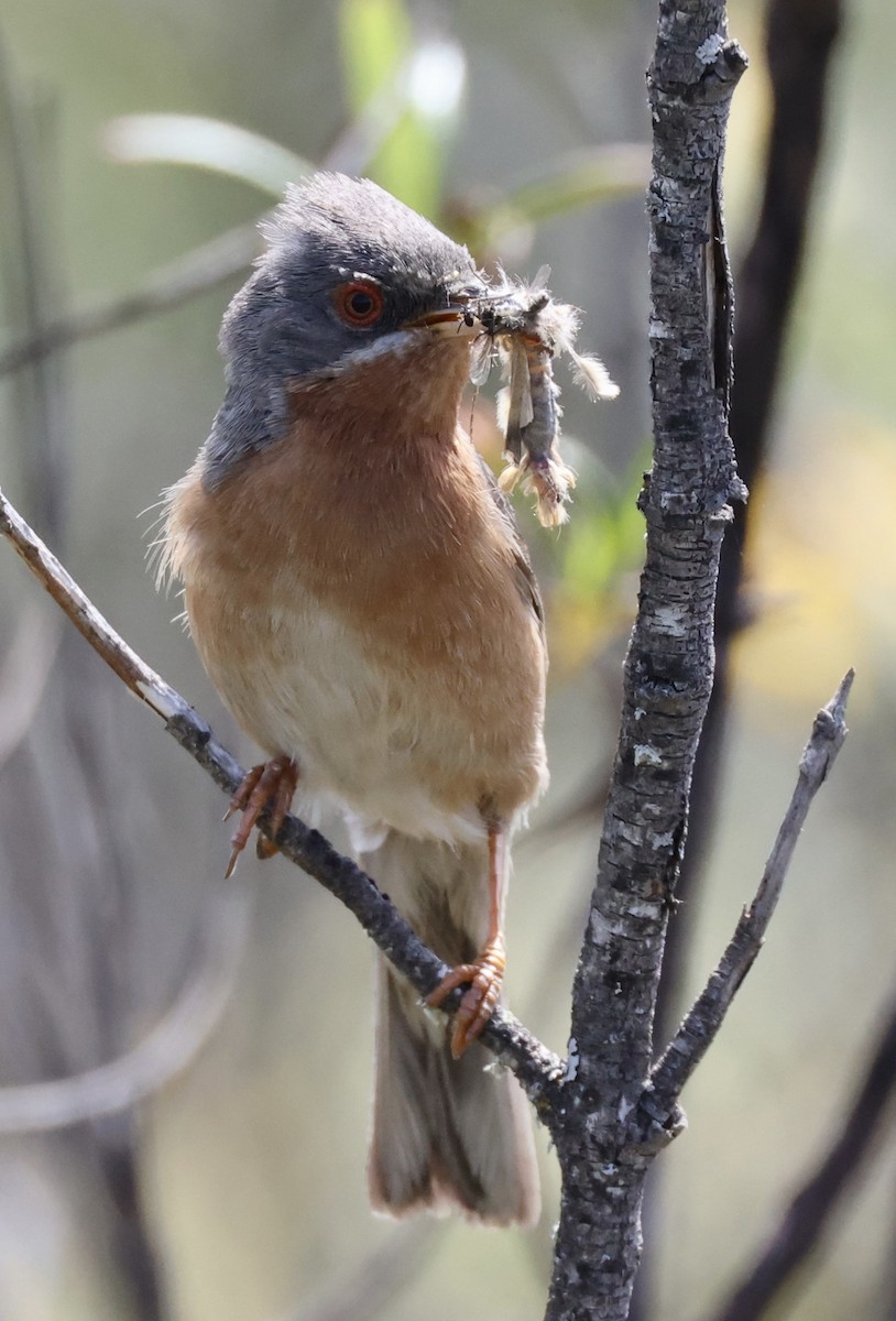 Western Subalpine Warbler - ML618677727