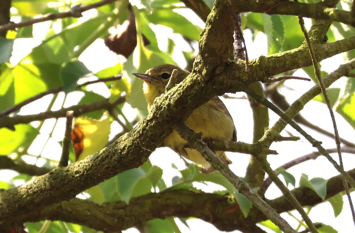 Orange-crowned Warbler - Millie and Peter Thomas