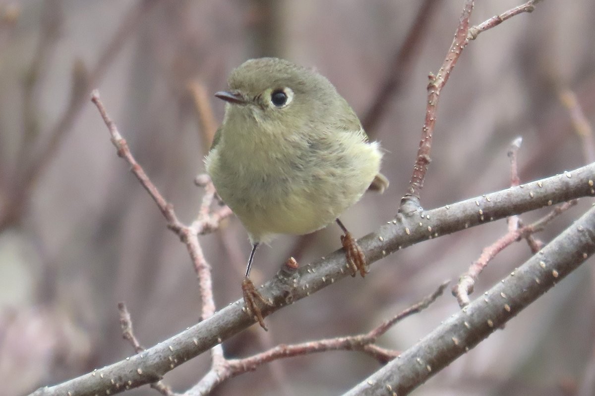 Ruby-crowned Kinglet - ML618677789