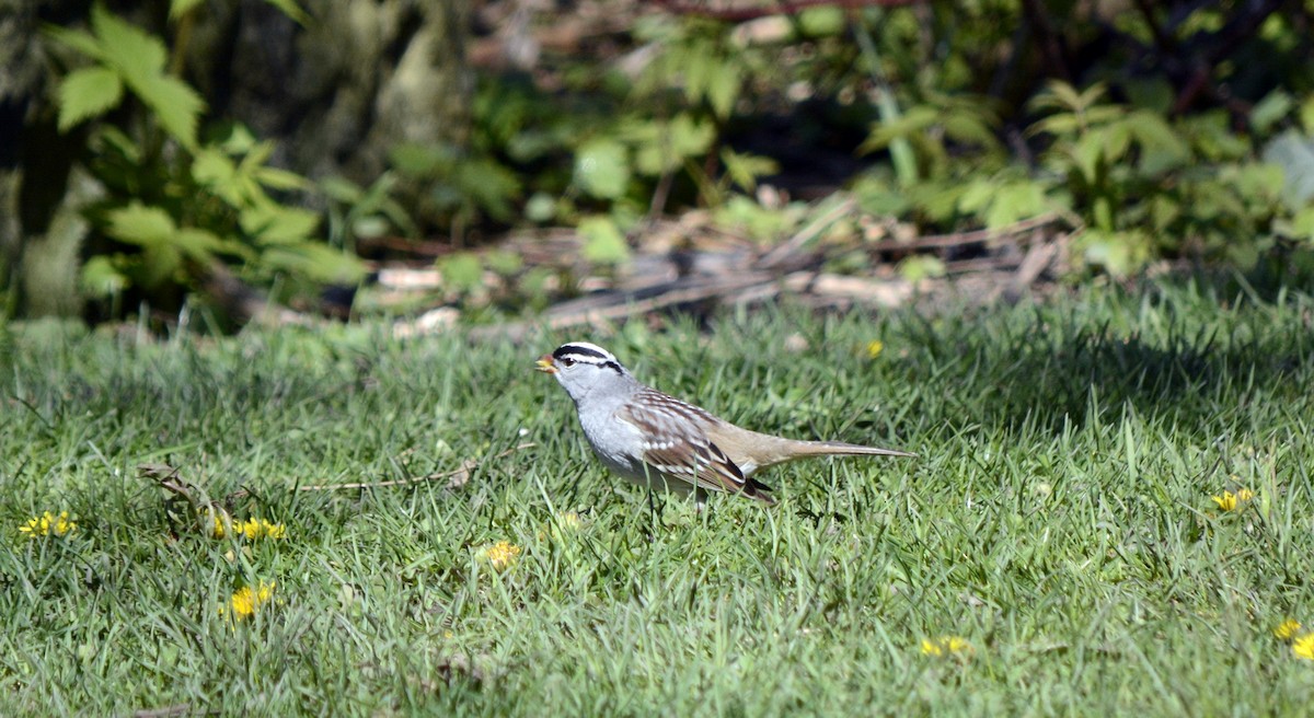 White-crowned Sparrow - Jean and Bob Hilscher