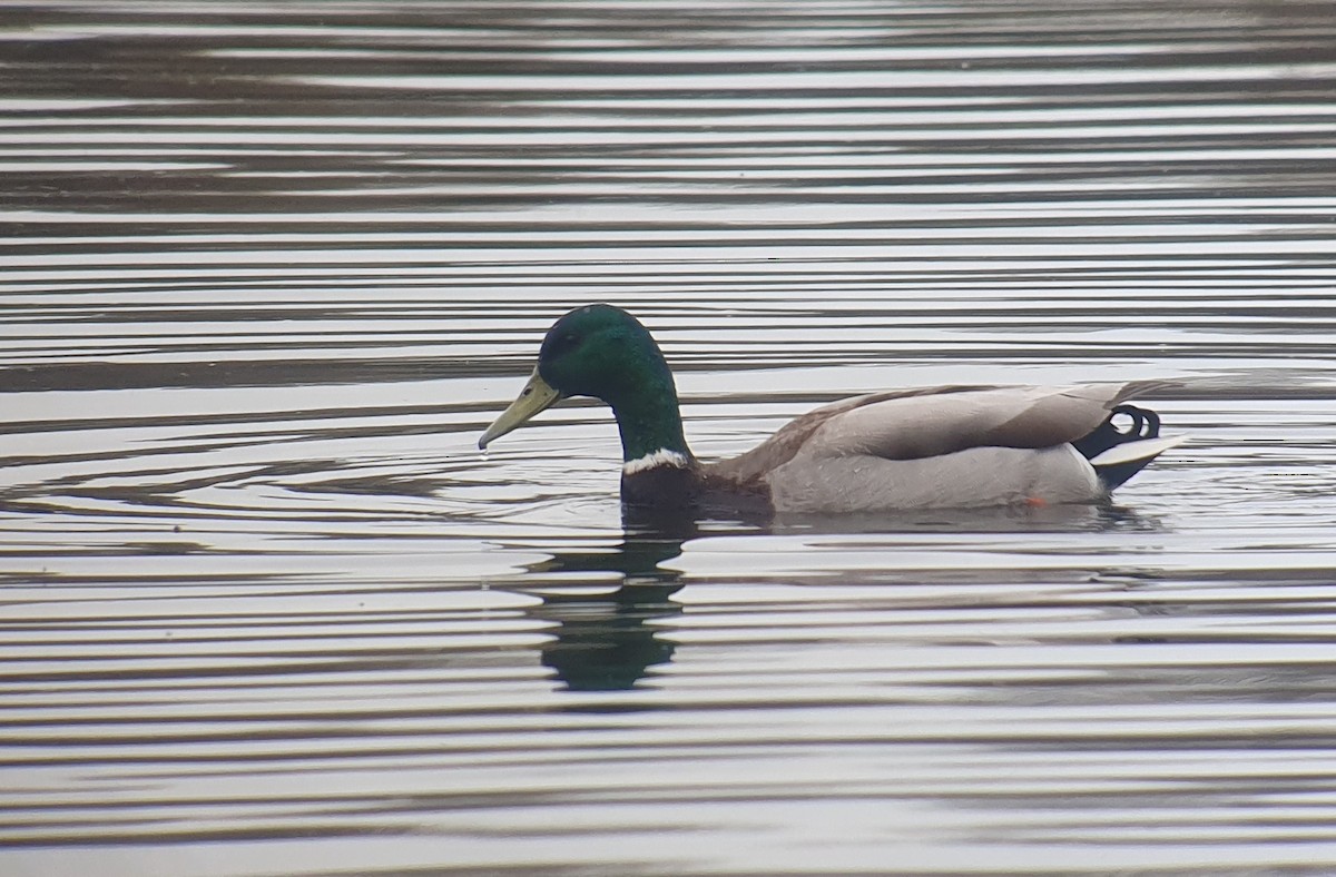 Canard colvert - ML618677840