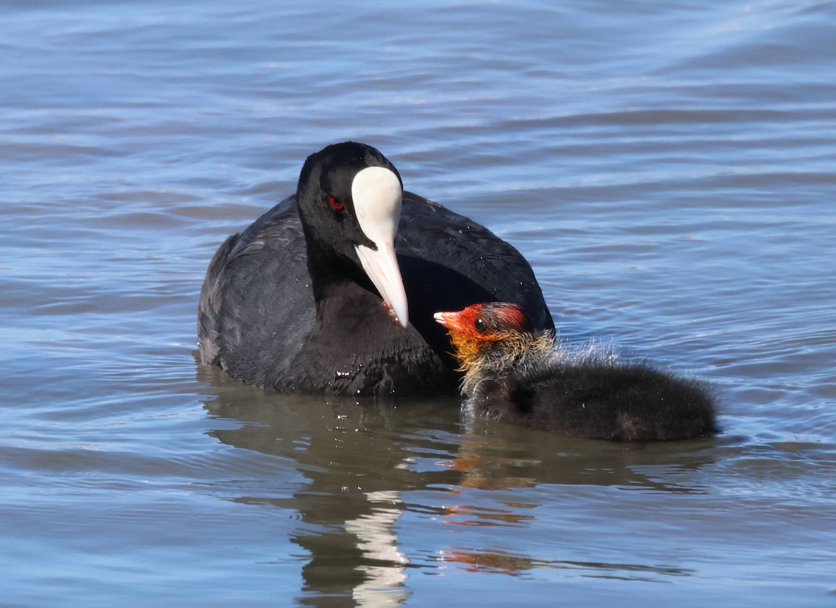 Eurasian Coot - ML618677846