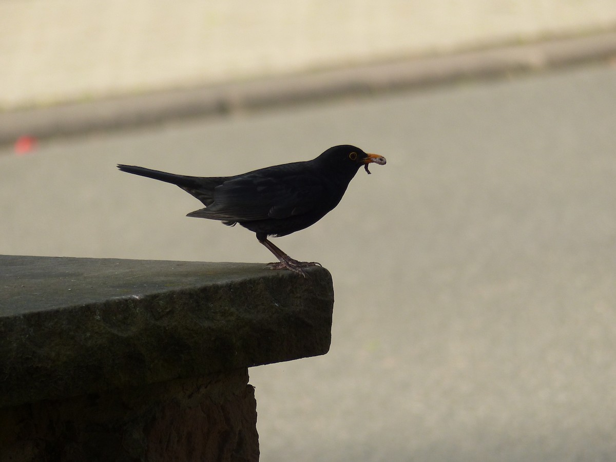 Eurasian Blackbird - Coleta Holzhäuser