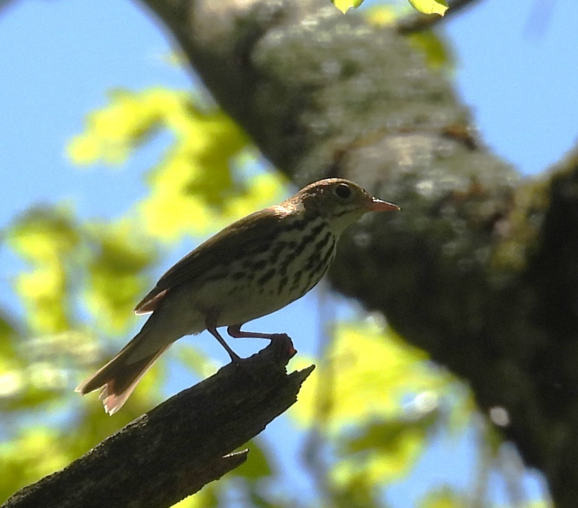 Ovenbird - ML618677879