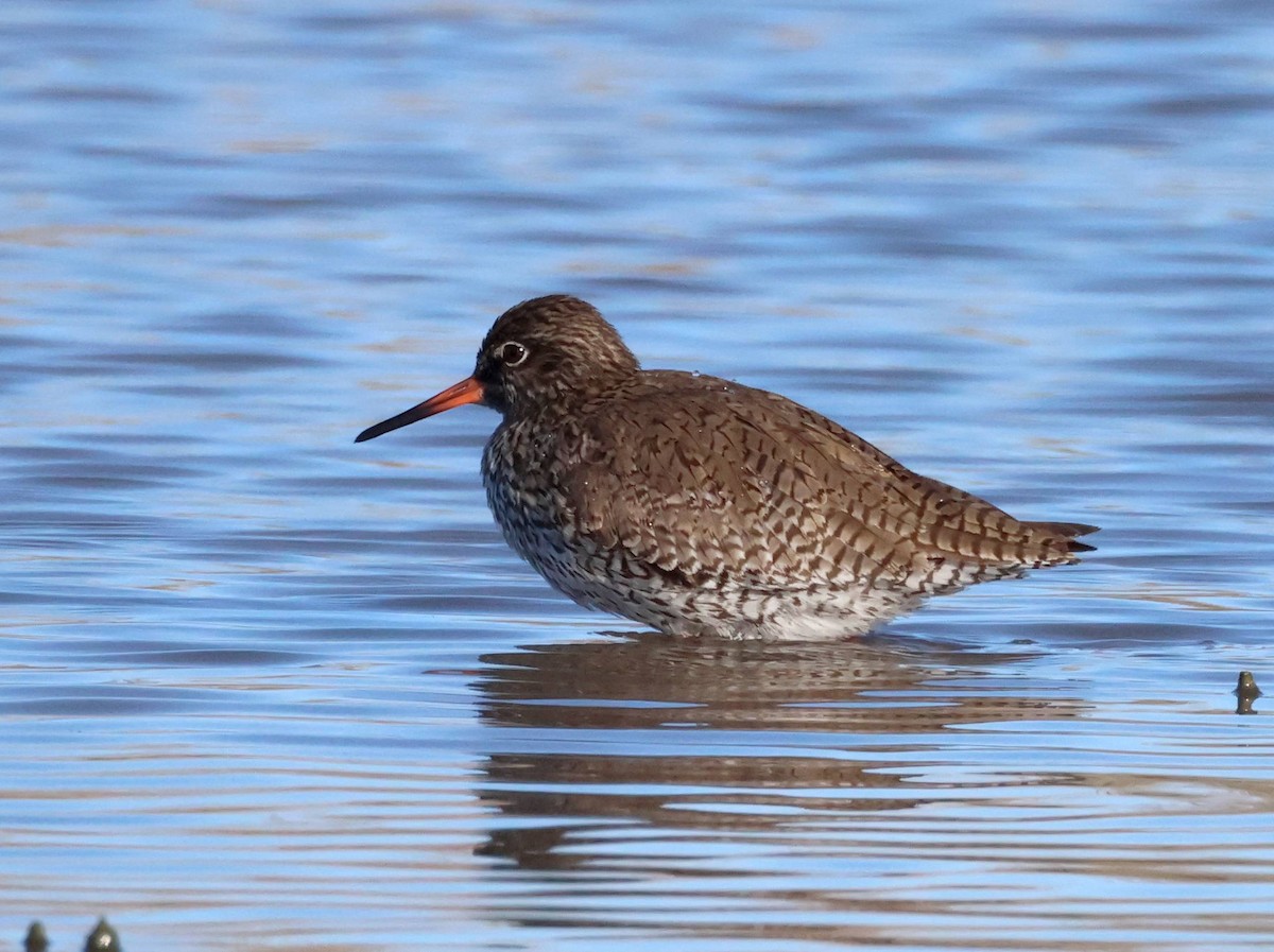 Common Redshank - ML618677883