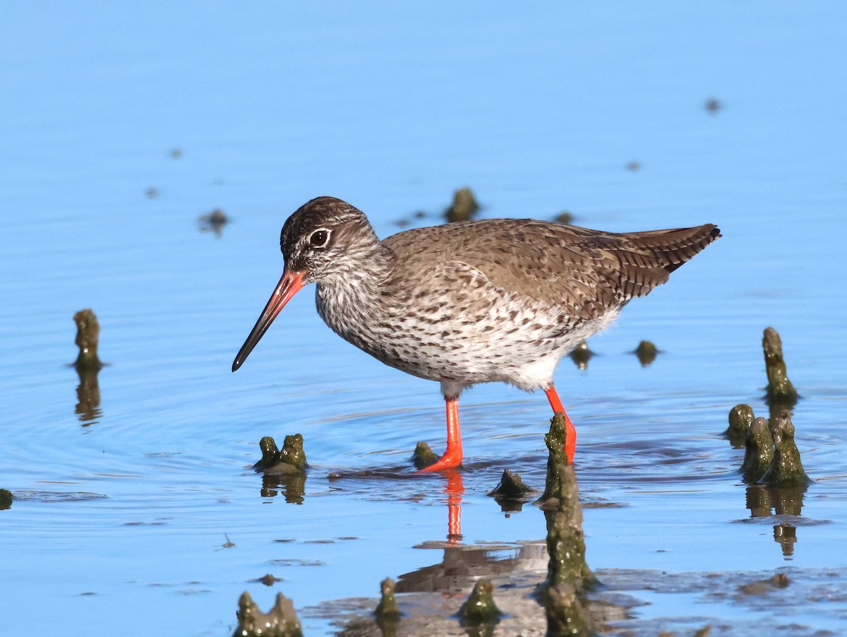 Common Redshank - ML618677884