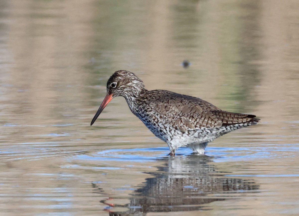 Common Redshank - Jesus Carrion Piquer