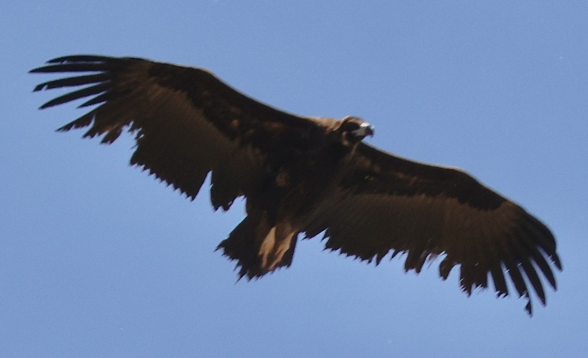 Cinereous Vulture - ML618677886