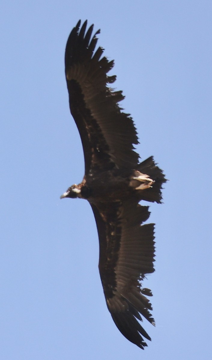 Cinereous Vulture - ML618677887