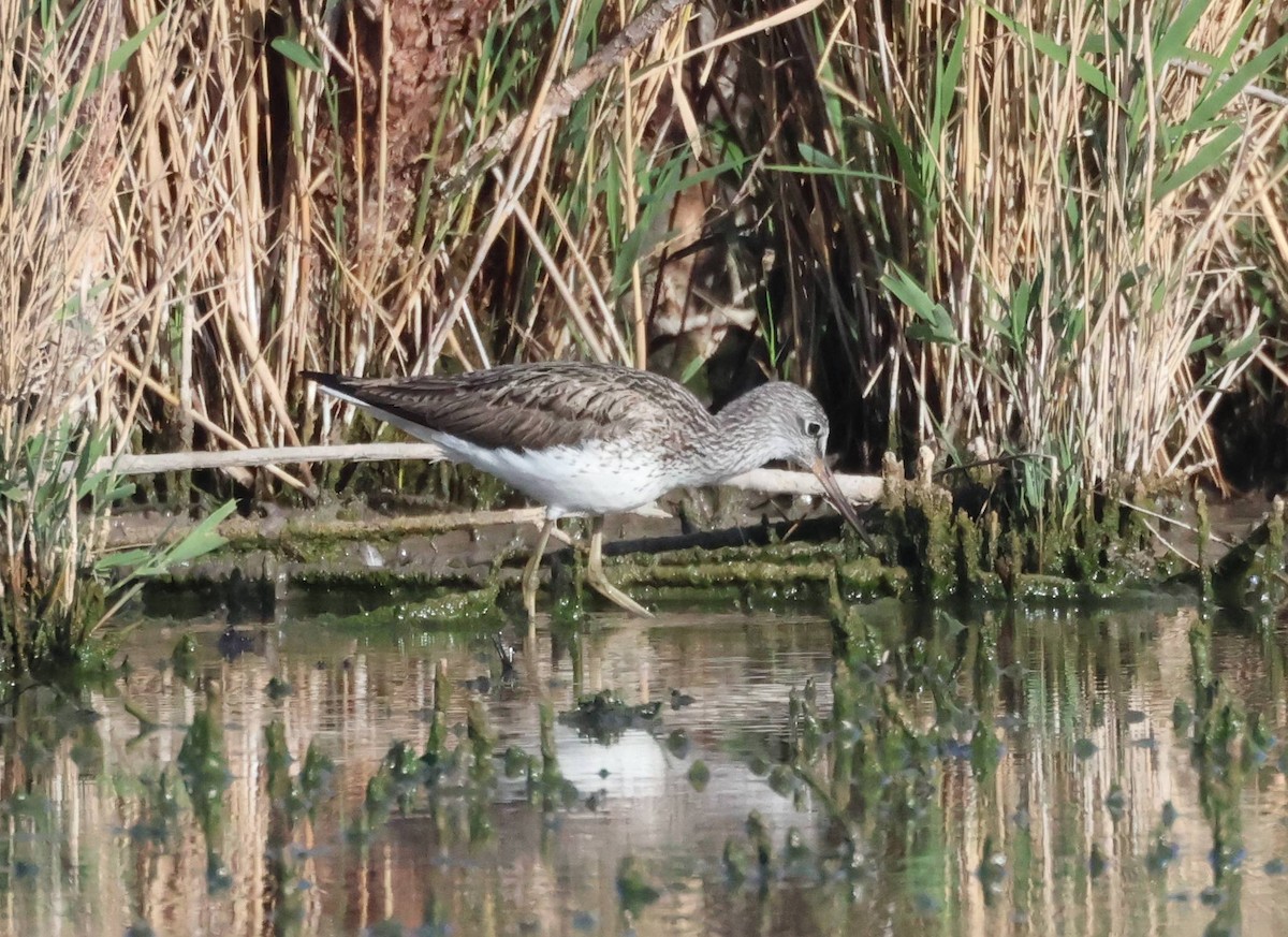 Common Greenshank - Jesus Carrion Piquer