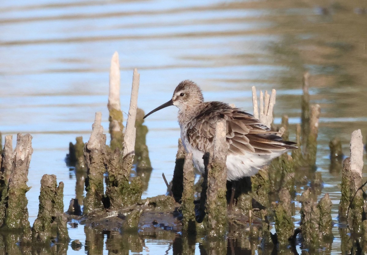 Curlew Sandpiper - ML618677908