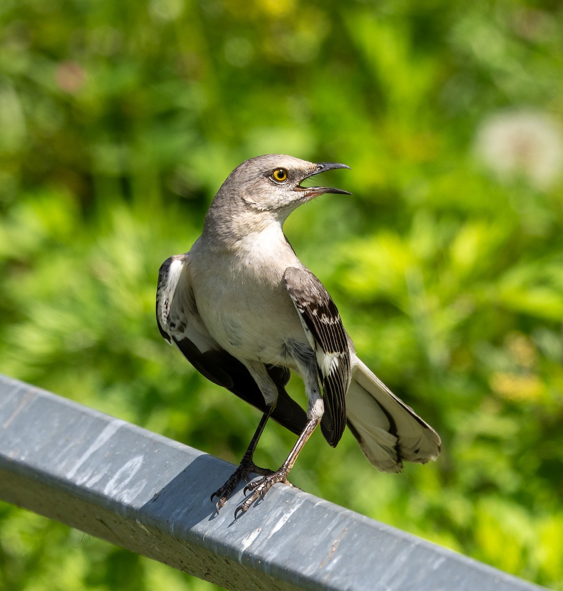 Northern Mockingbird - ML618677930