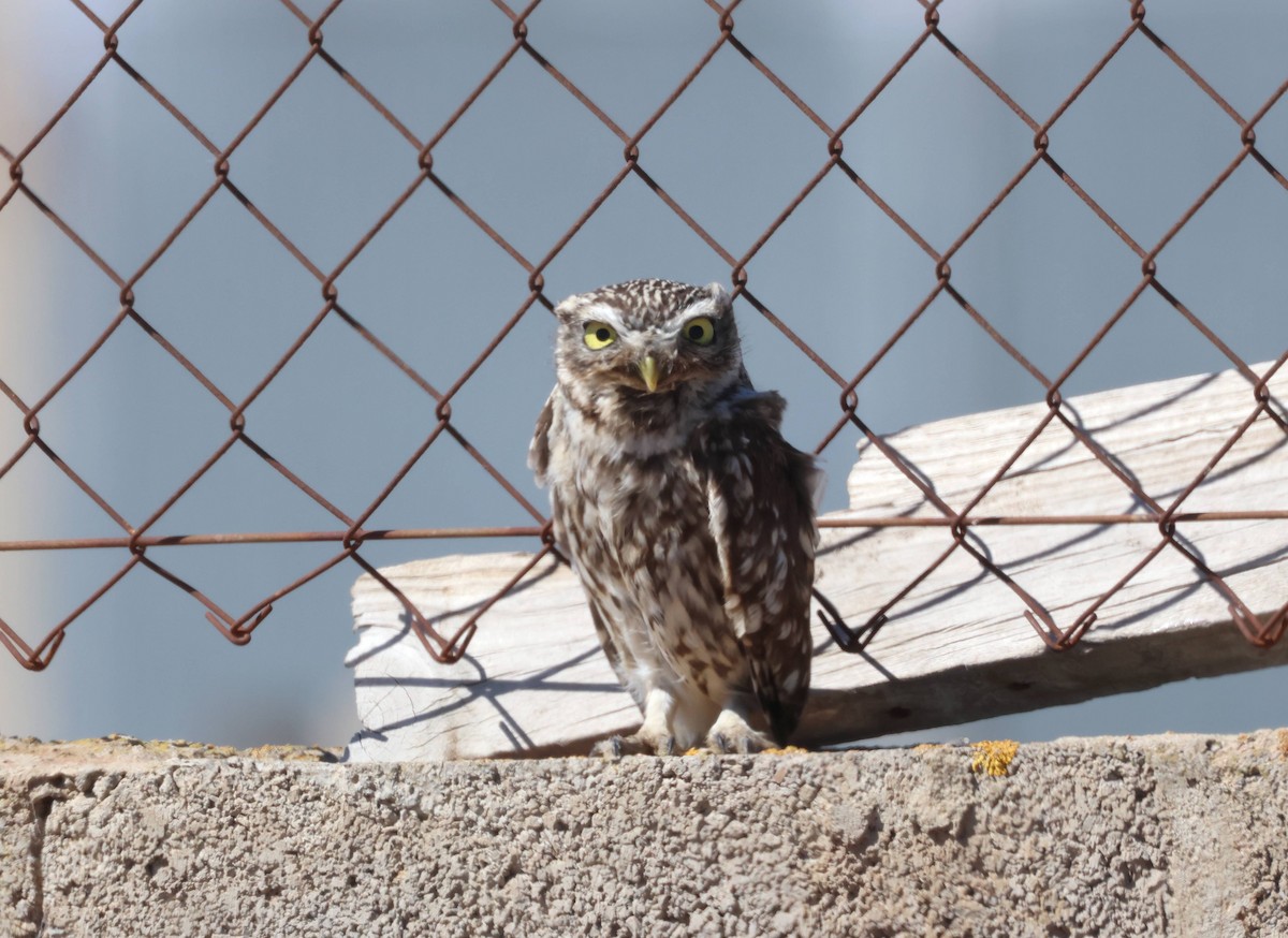 Little Owl - ML618677940