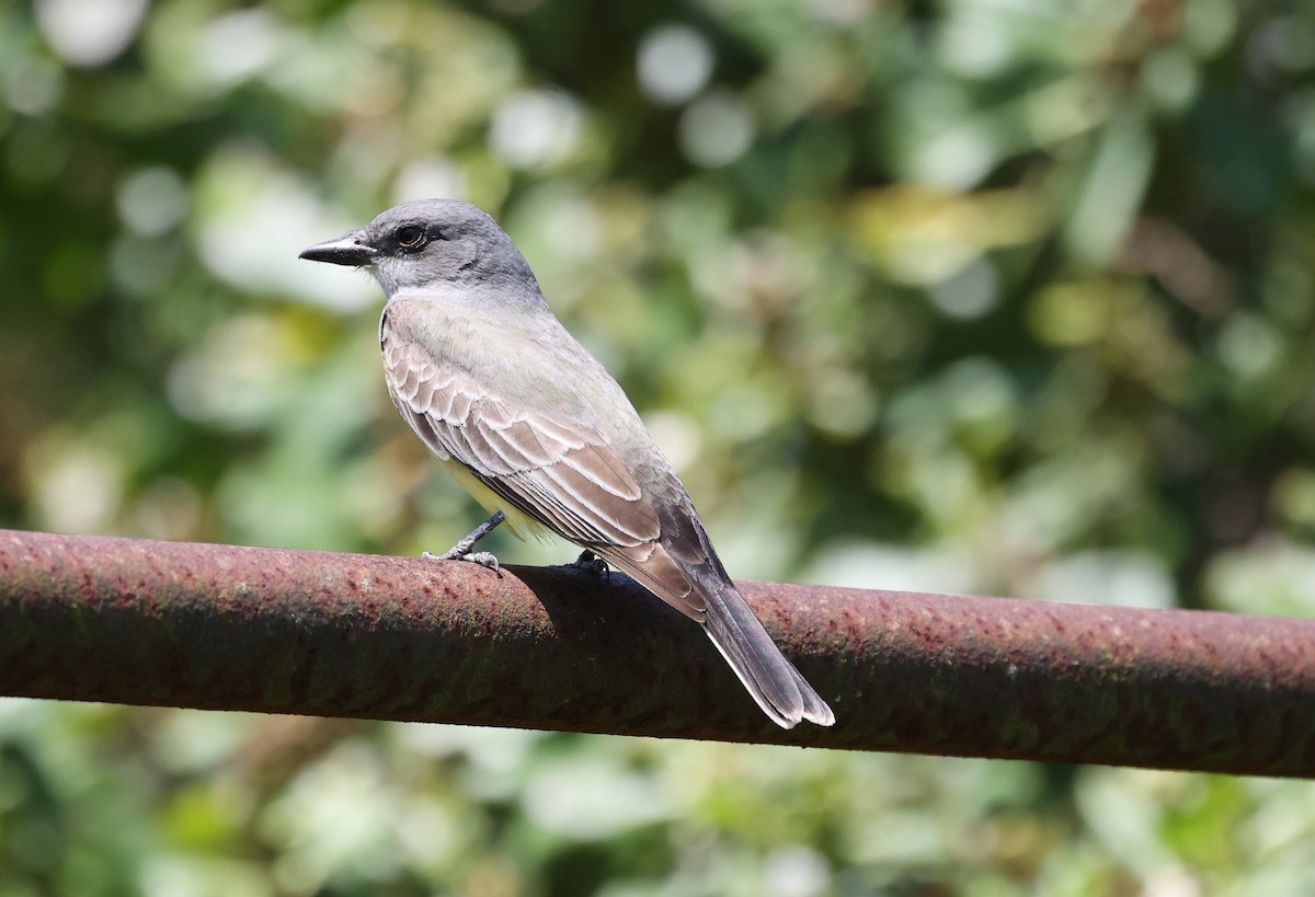 Cassin's Kingbird - ML618677943