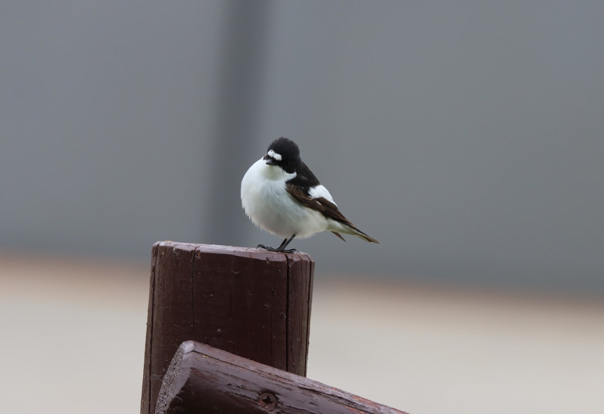 European Pied Flycatcher - ML618677945