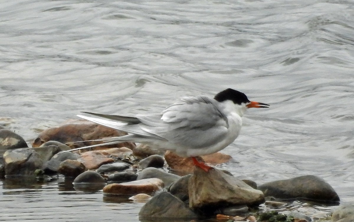 Forster's Tern - ML618677961