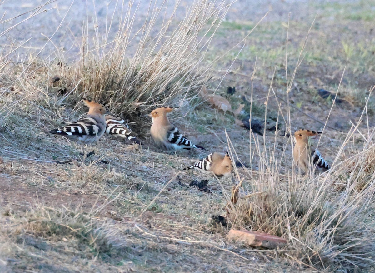 Eurasian Hoopoe - ML618677981