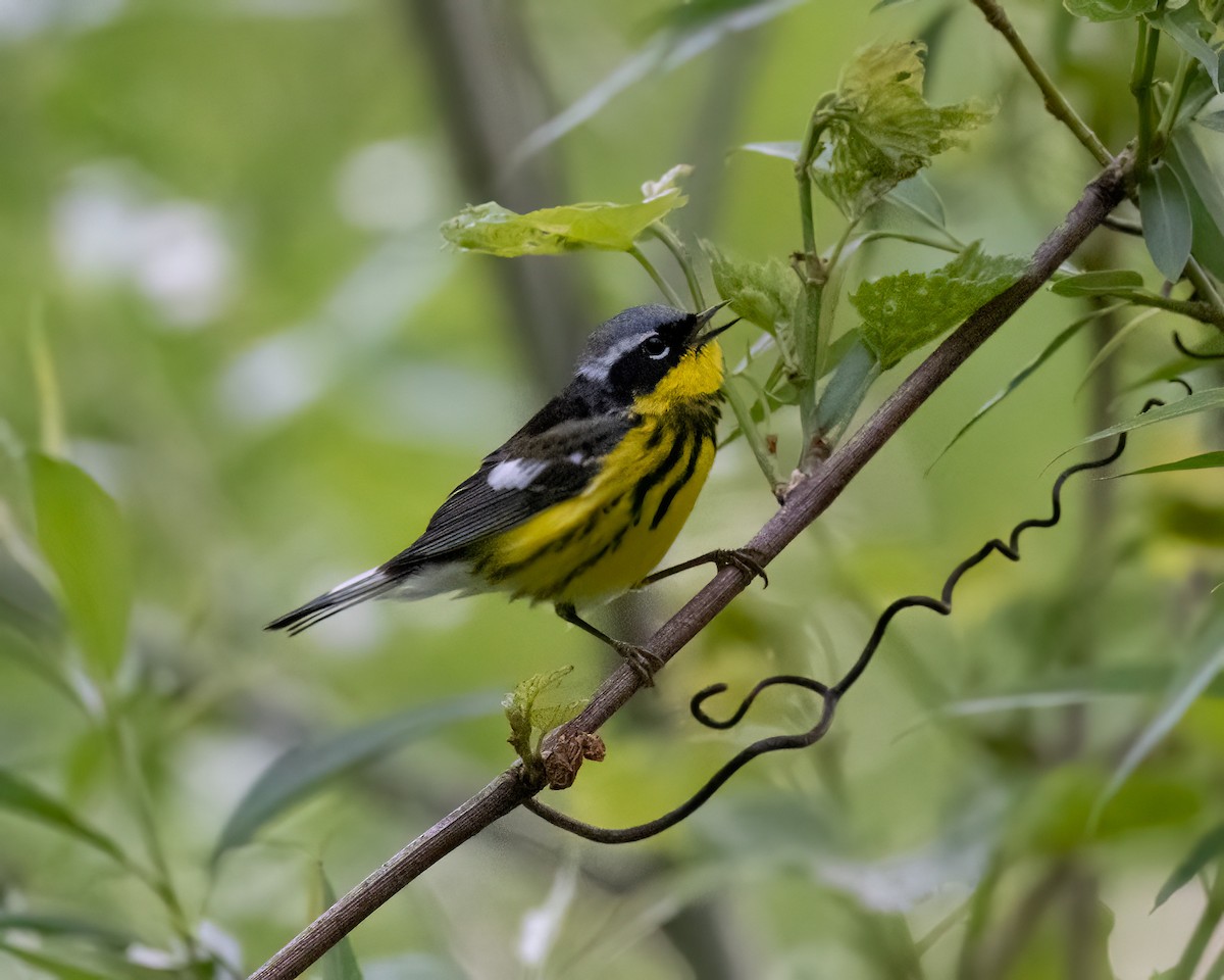 Magnolia Warbler - ML618677985