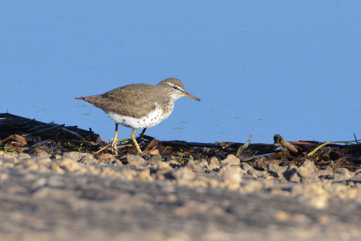 Spotted Sandpiper - Victor Webber