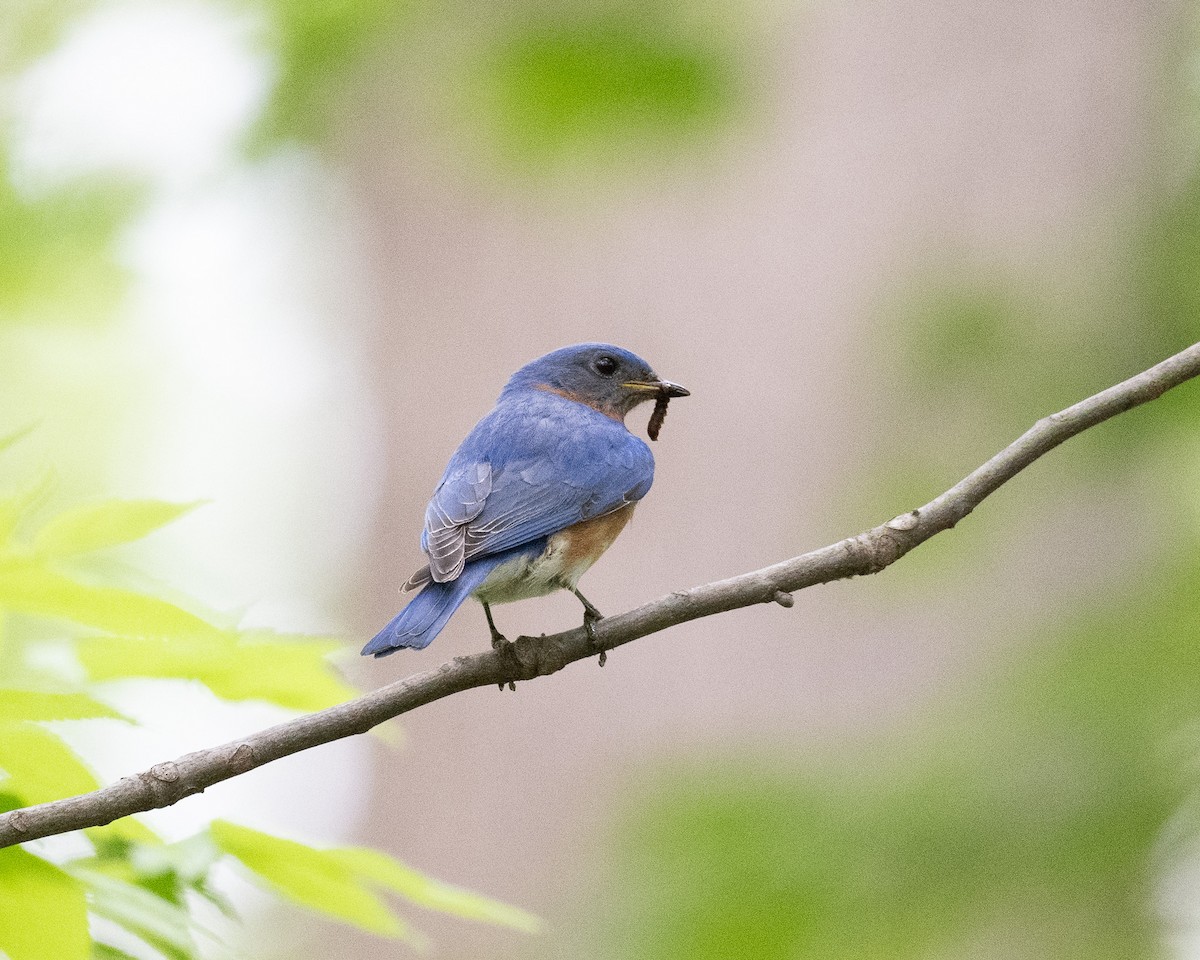 Eastern Bluebird - ML618677995