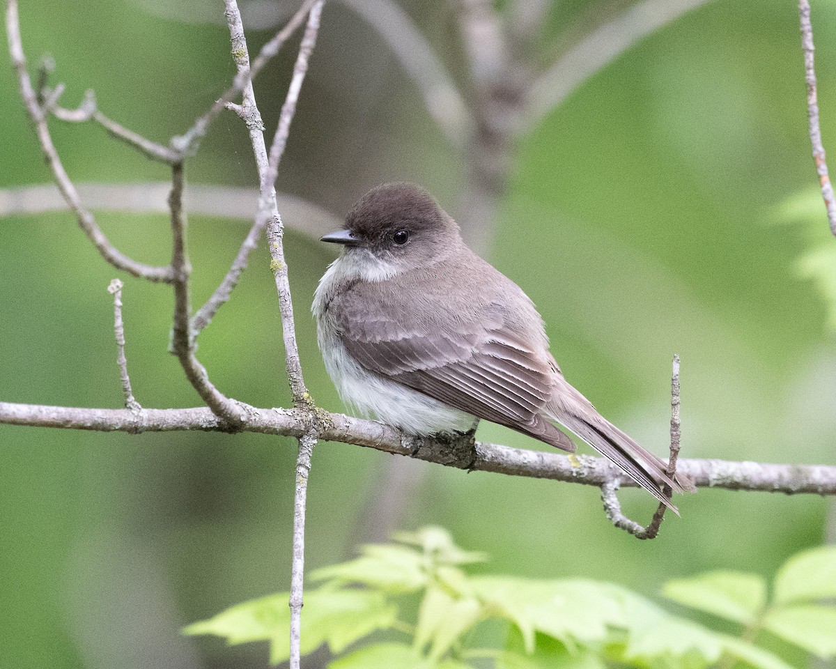 Eastern Phoebe - ML618678000