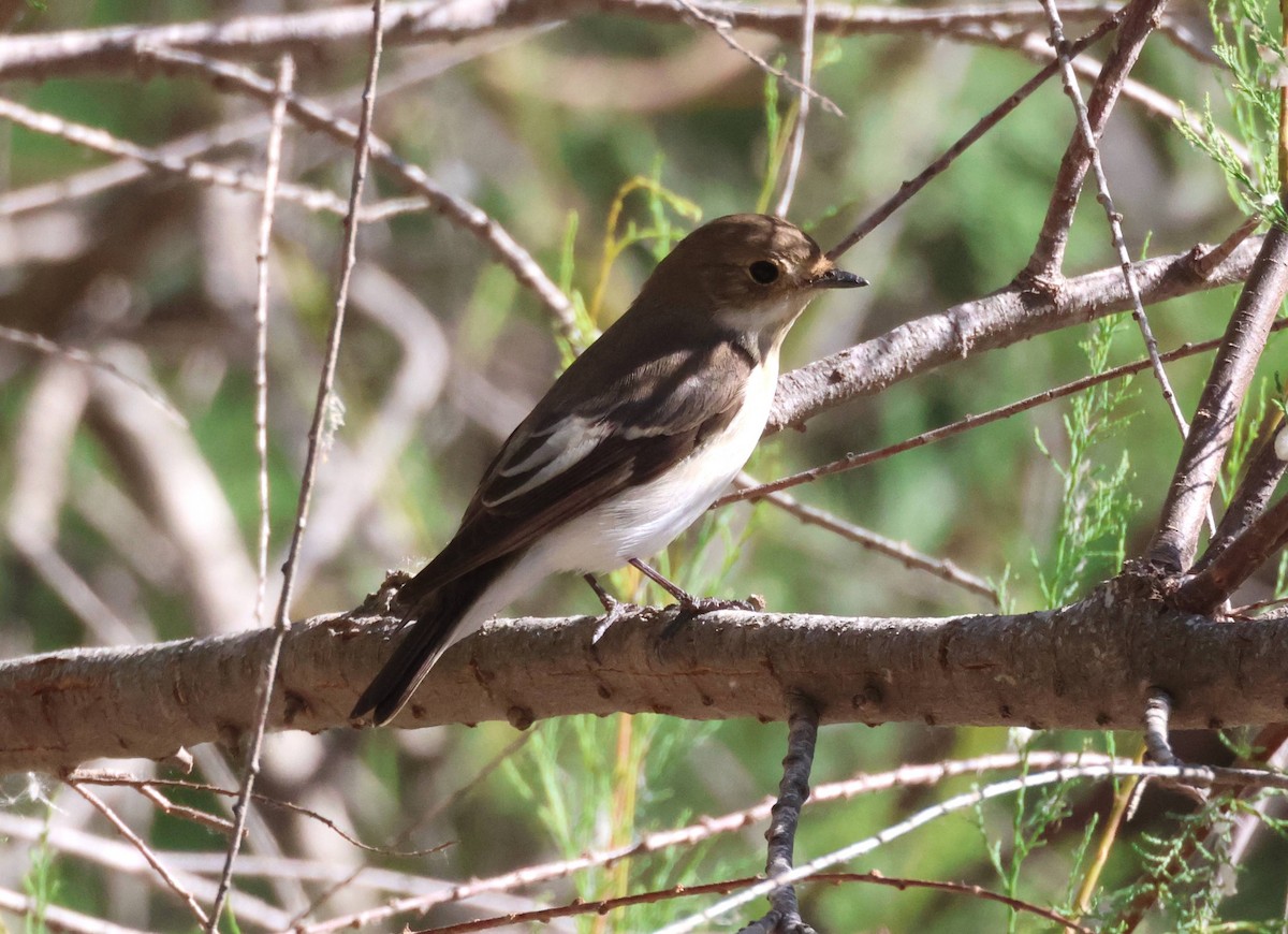 European Pied Flycatcher - ML618678001