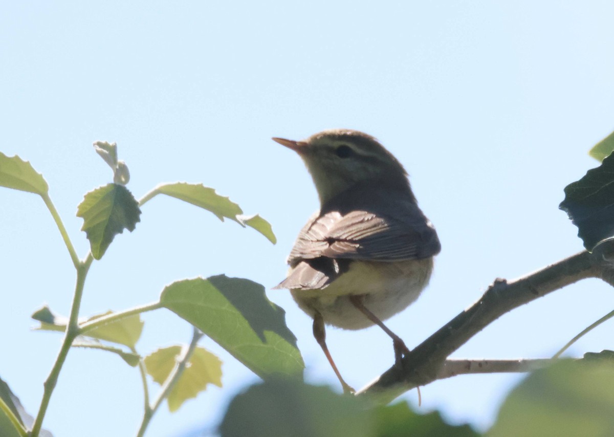 Willow Warbler - ML618678011