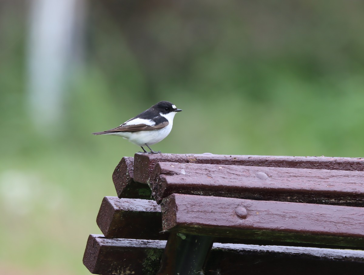 European Pied Flycatcher - Daniel Barcelo