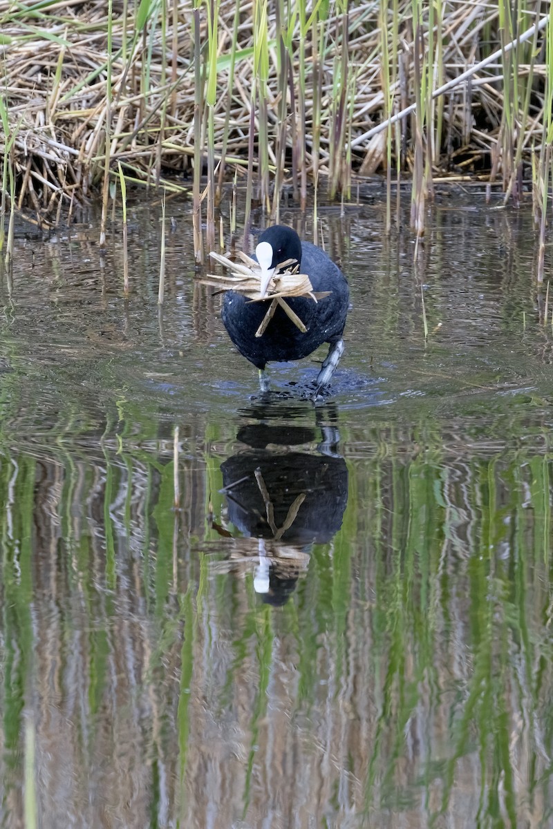 Eurasian Coot - ML618678080