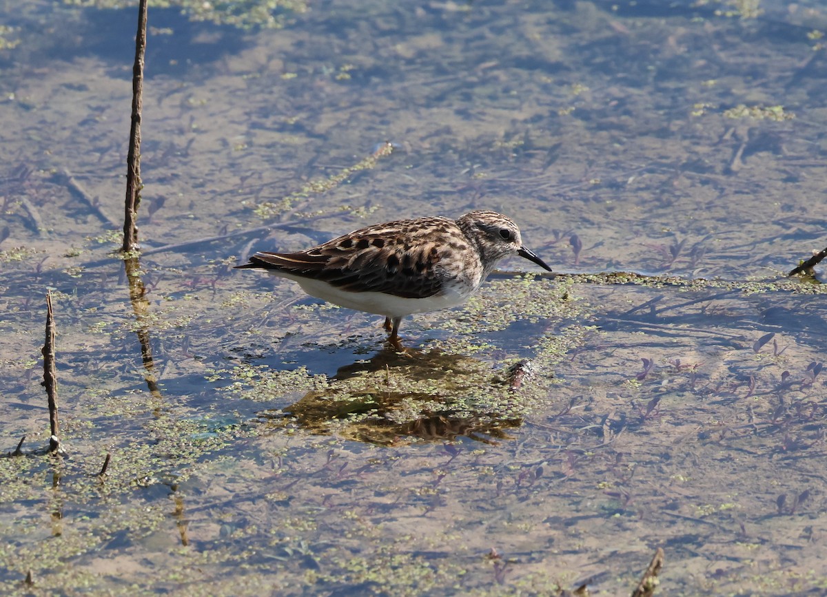 Least Sandpiper - ML618678081