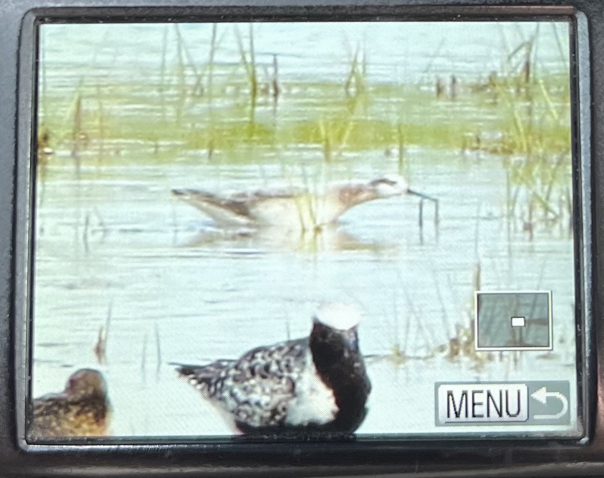 Wilson's Phalarope - Ryan Johnson