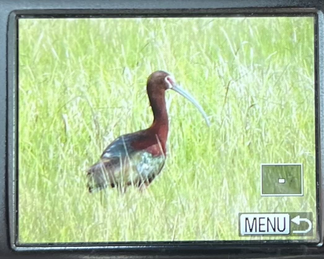 White-faced Ibis - ML618678089