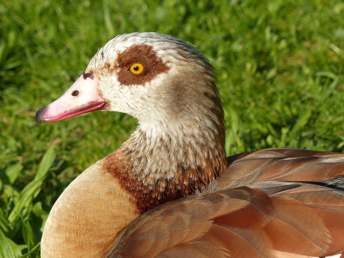 Egyptian Goose - Coleta Holzhäuser