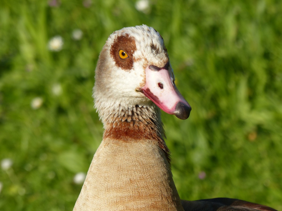 Egyptian Goose - Coleta Holzhäuser