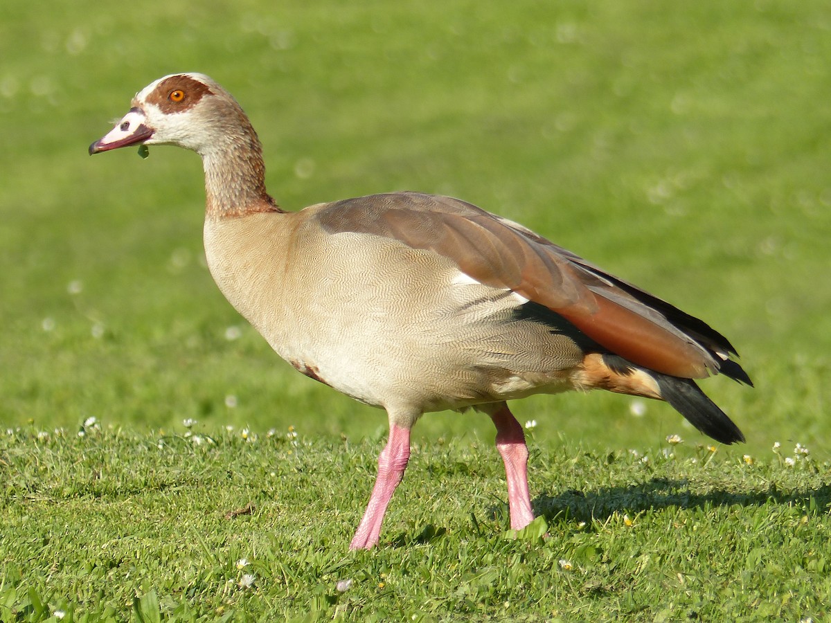 Egyptian Goose - Coleta Holzhäuser