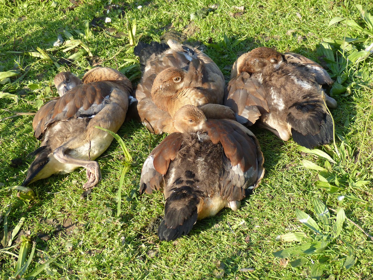 Egyptian Goose - Coleta Holzhäuser