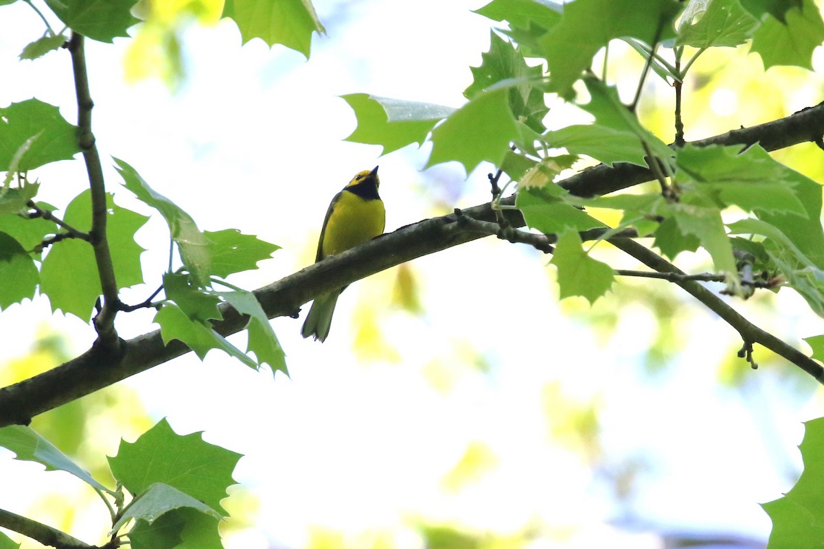 Hooded Warbler - David Rupp