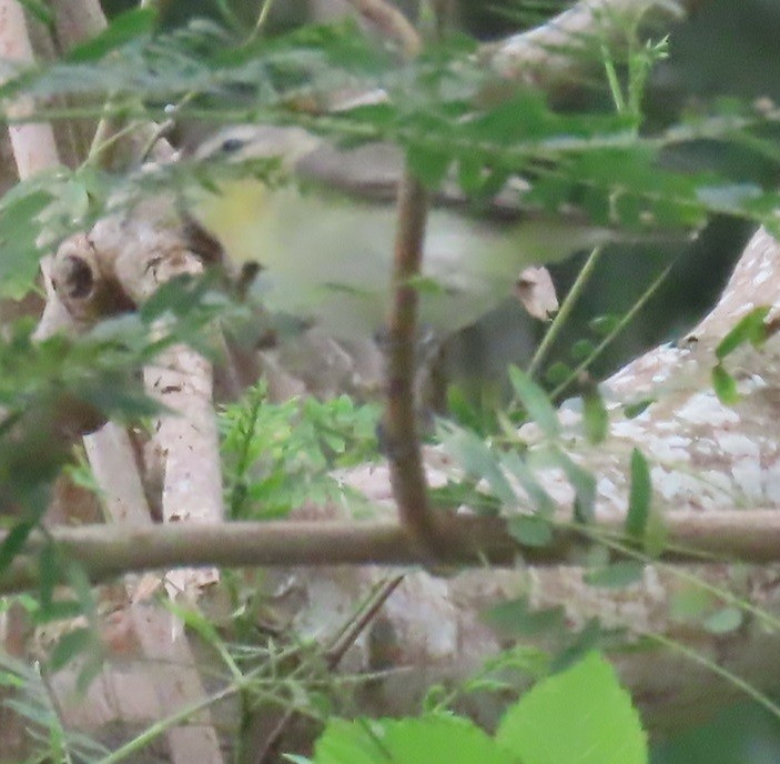 Philadelphia Vireo - Bill Wright_cc