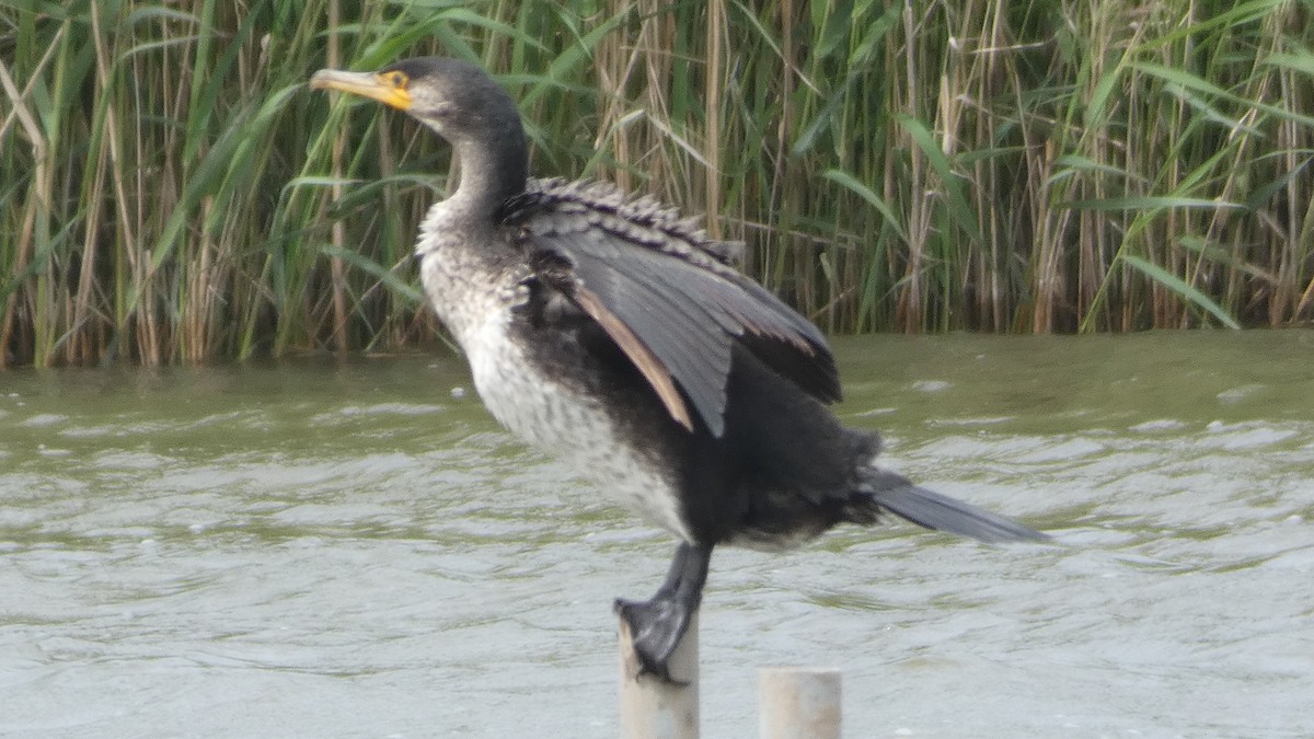 Kormoran - ML618678180