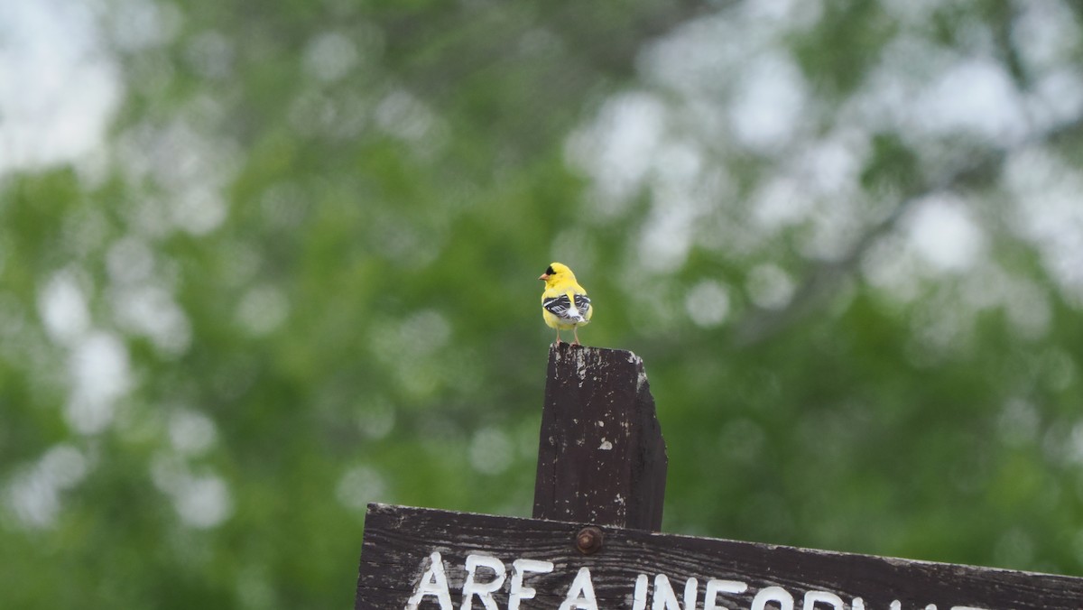 American Goldfinch - Mike Grant