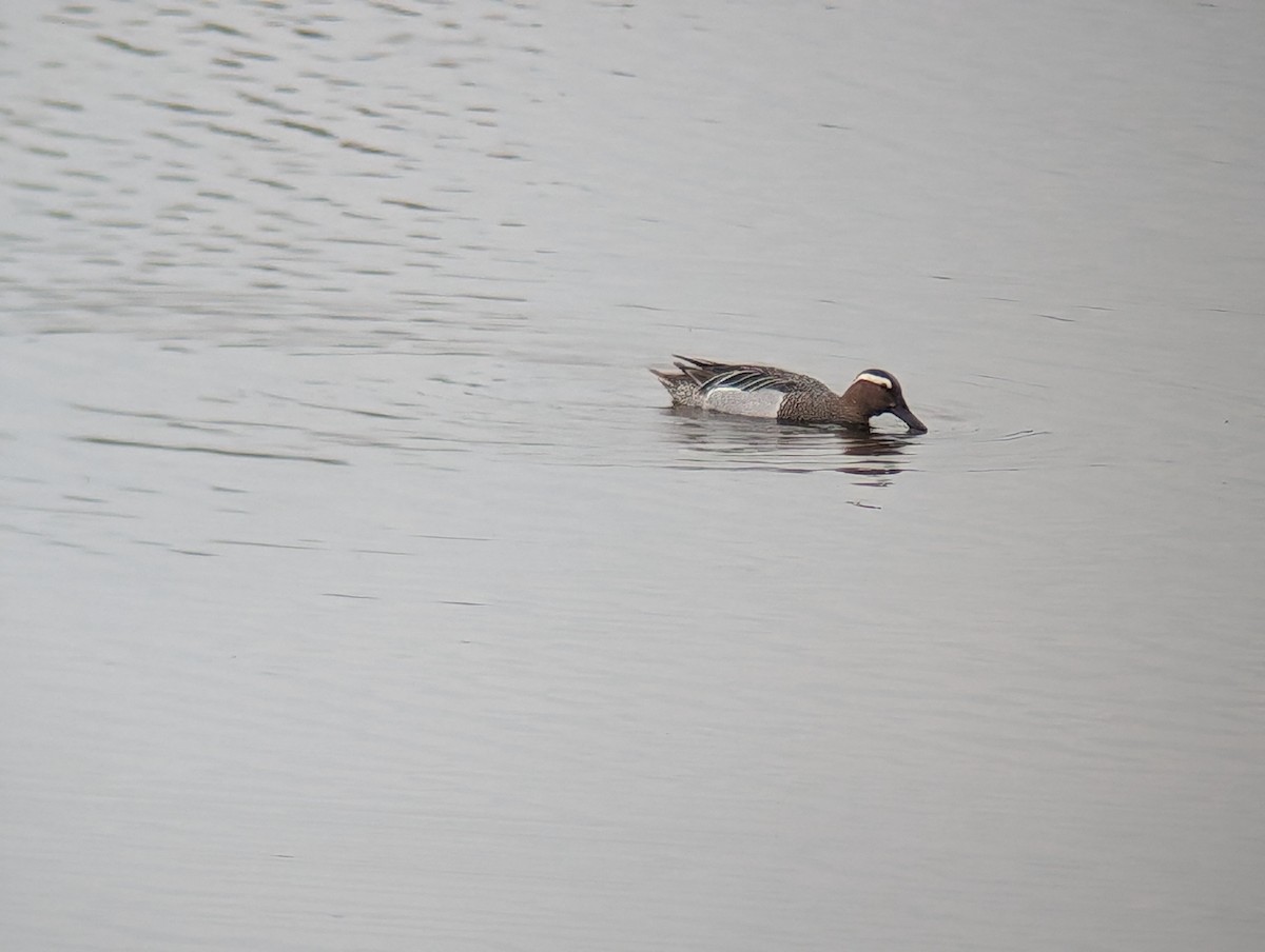 Garganey - ML618678214