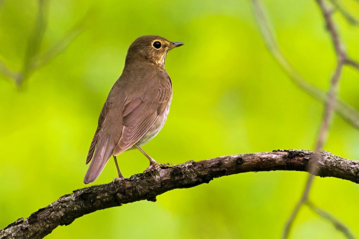 Swainson's Thrush - ML618678222