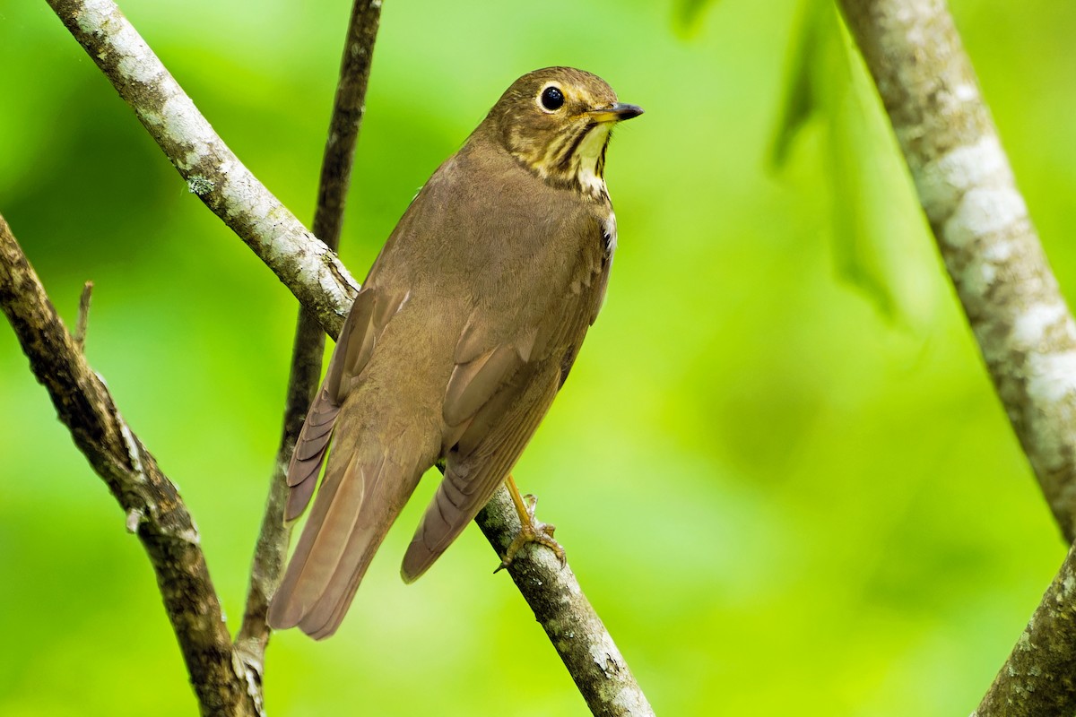 Swainson's Thrush - ML618678223