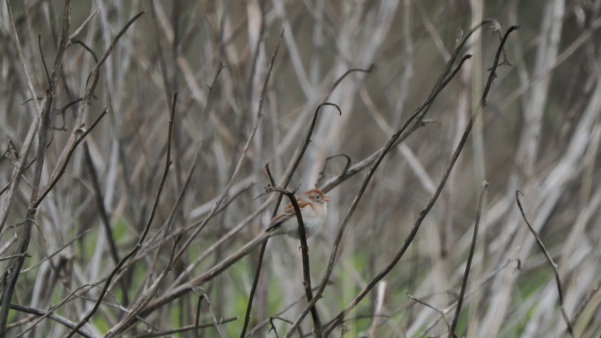 Field Sparrow - Mike Grant