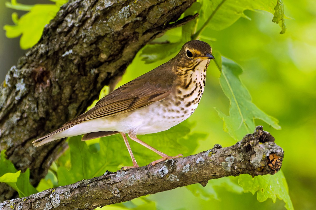 Swainson's Thrush - ML618678226