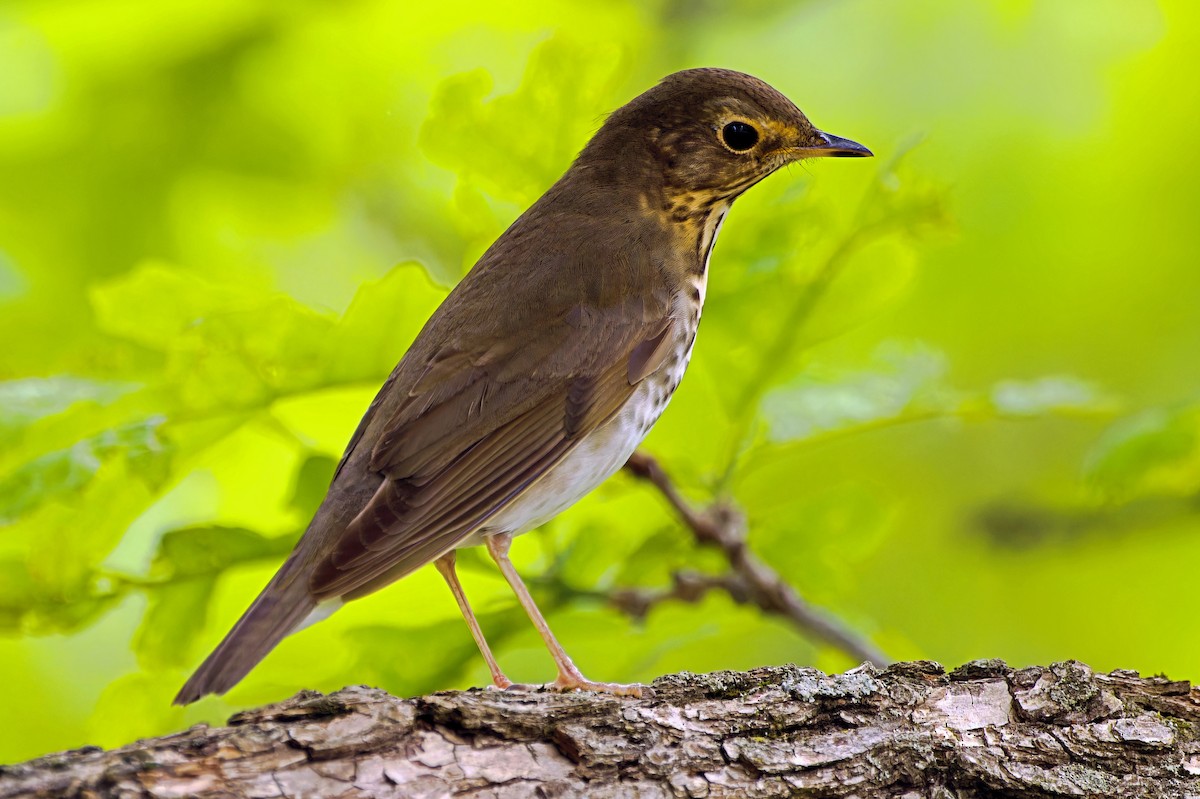 Swainson's Thrush - ML618678227