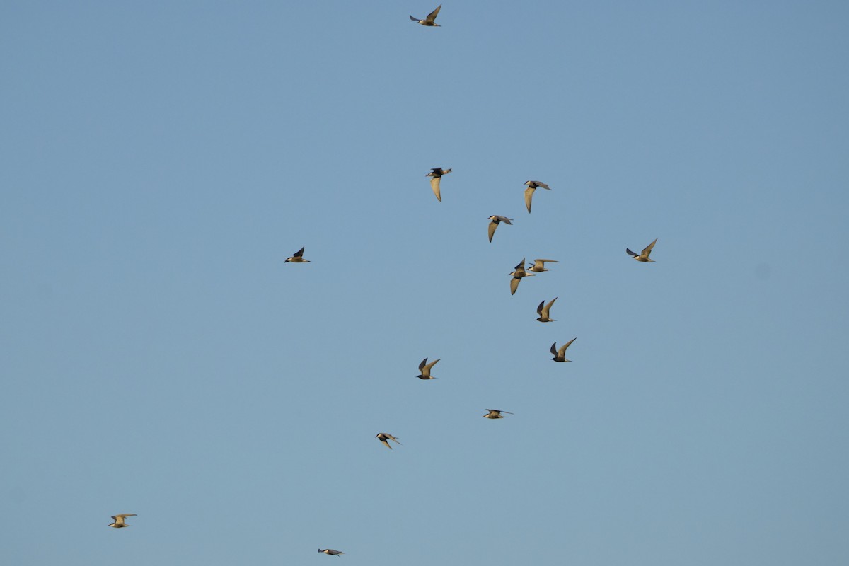 Whiskered Tern - ML618678238