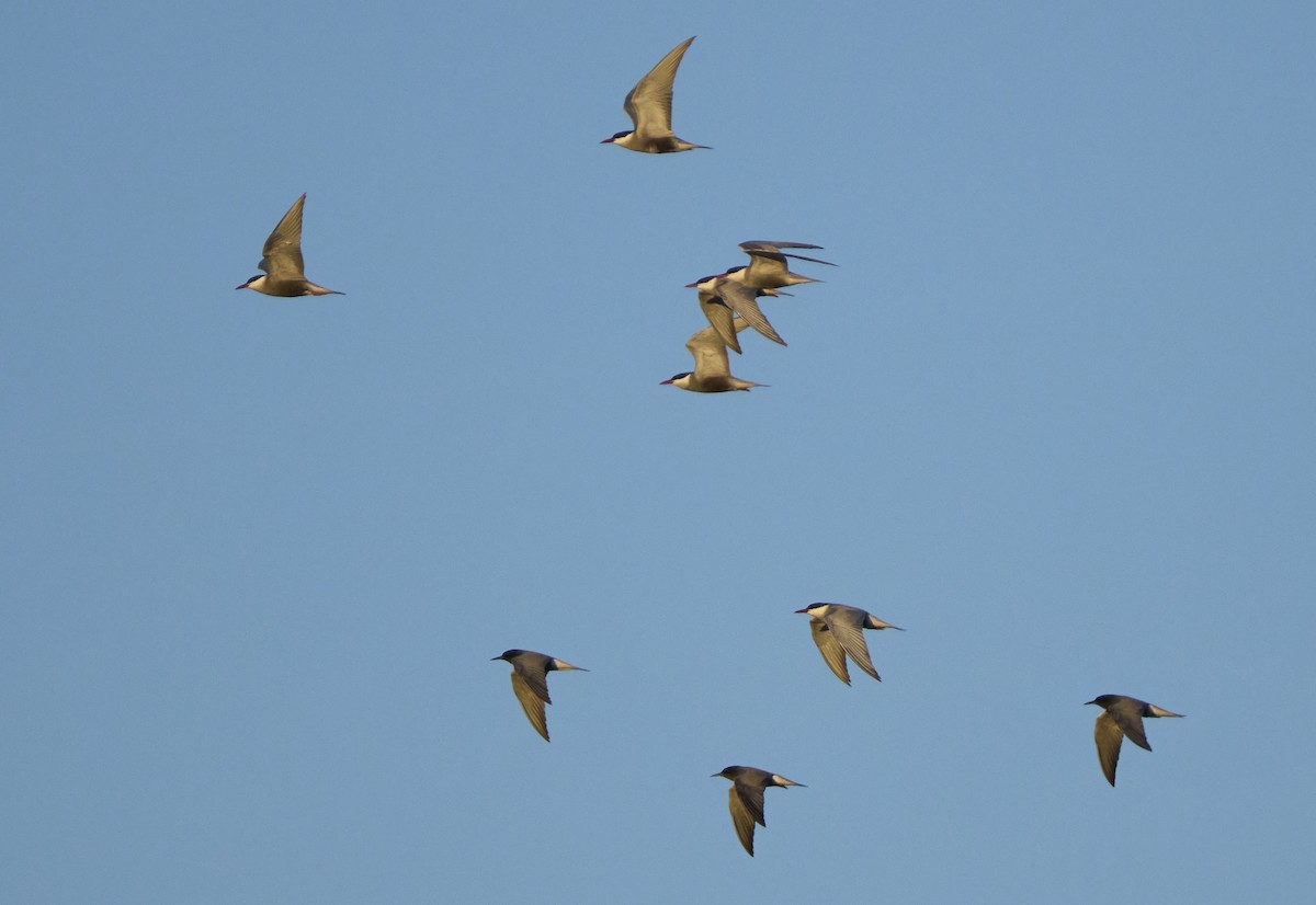 Whiskered Tern - ML618678253