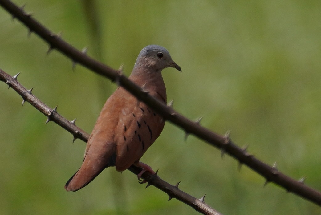 Ruddy Ground Dove - ML618678277