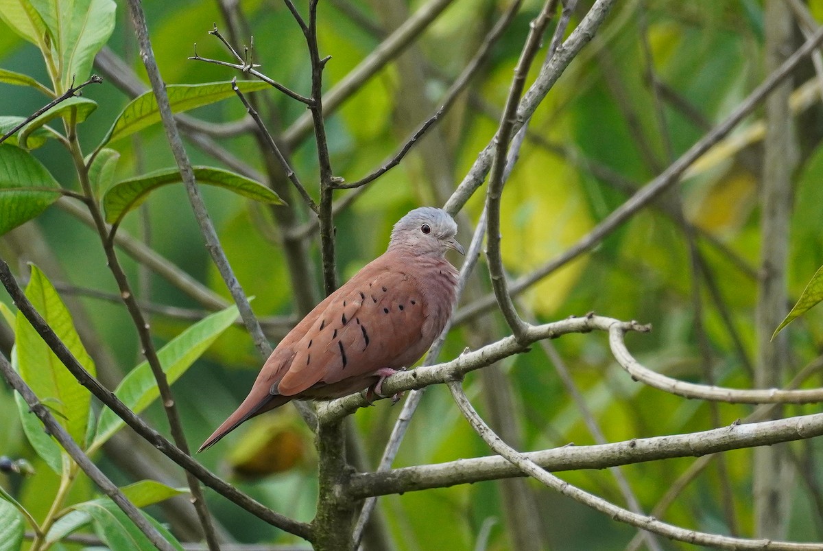 Ruddy Ground Dove - Paul von Dewitz